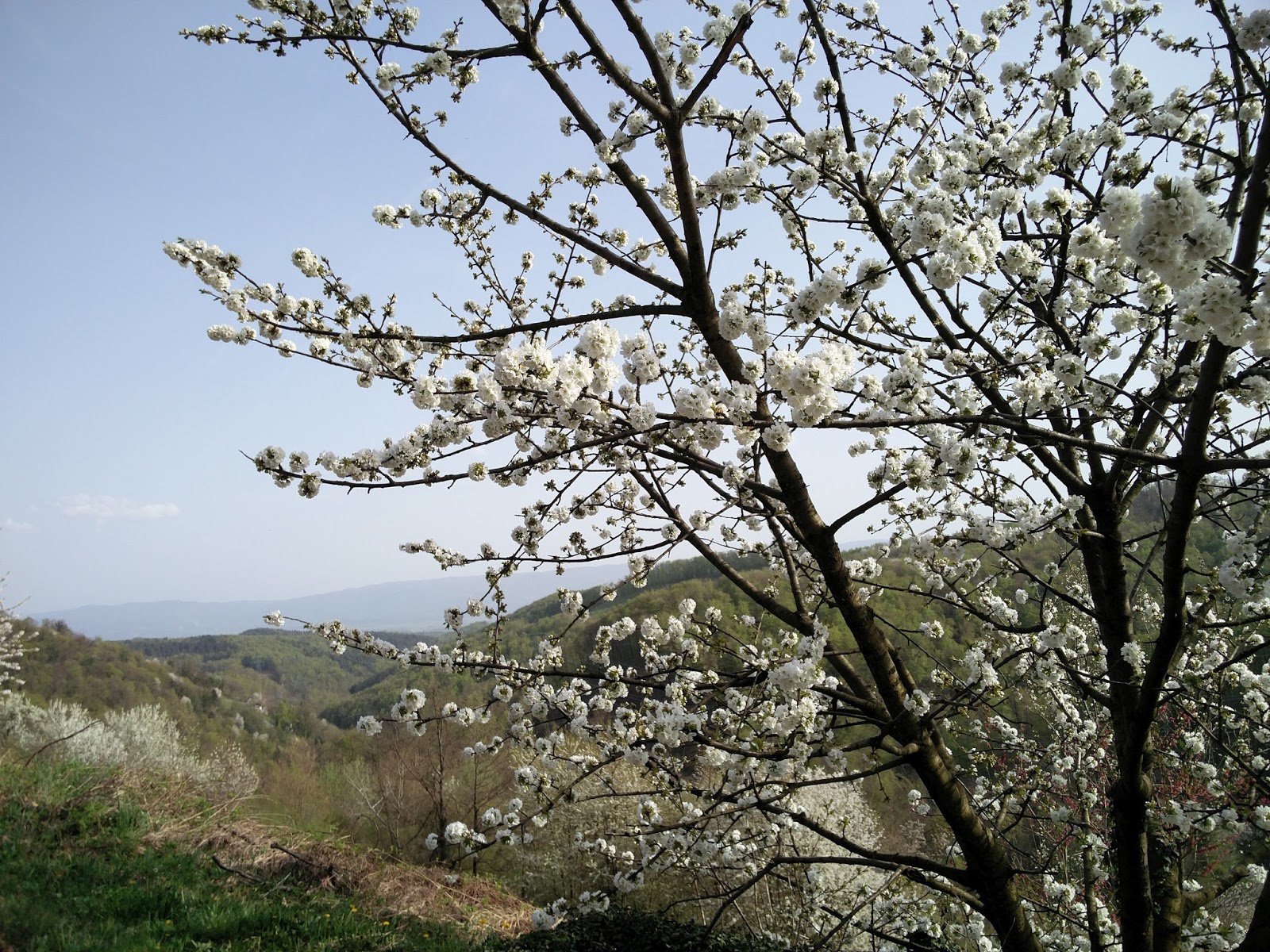 White cherry blossom with hills in the distance