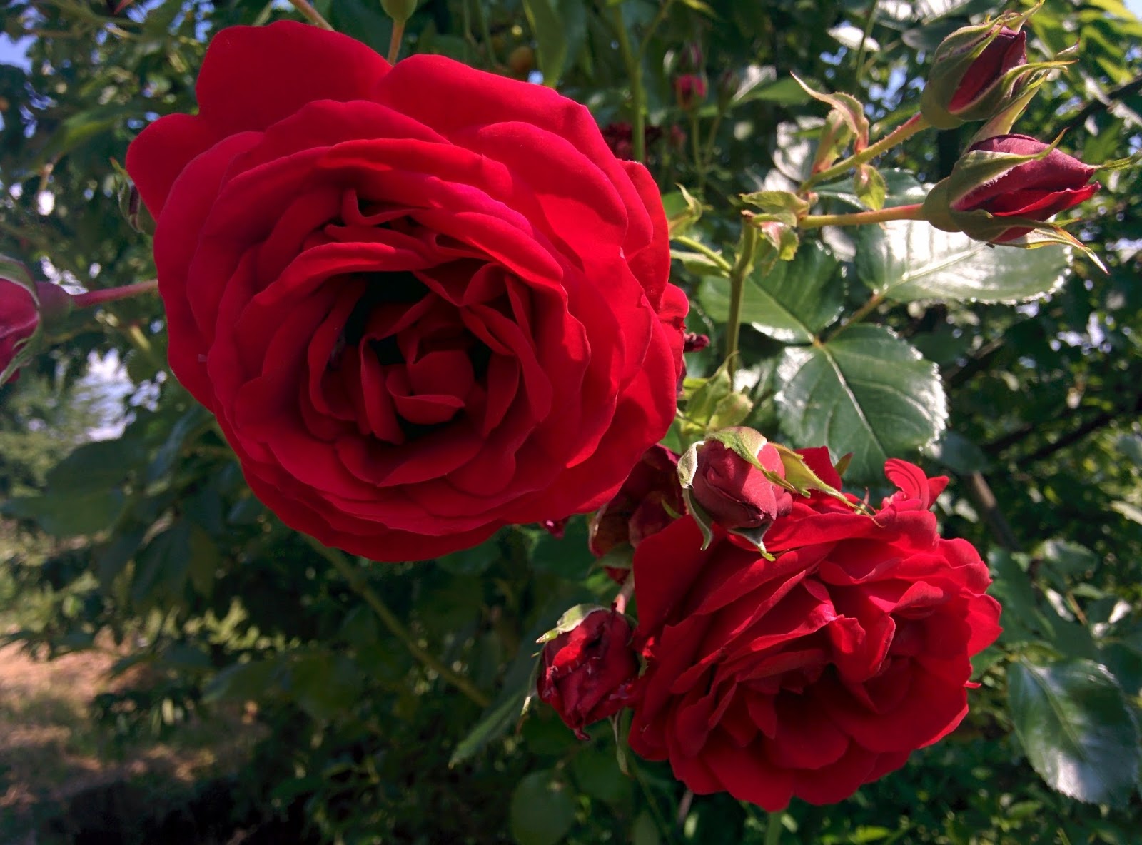 Deep red roses flowering in a garden
